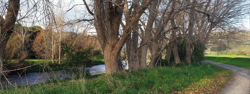 Te Araroa Trail Trees Along Riverbank in Waikanae